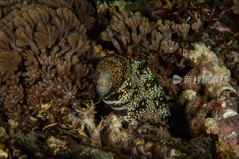 巨型马里鳗鱼(Gymnothorax javanicus)默里